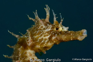 Mediterranean Sea Horse by Marco Gargiulo 